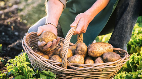 Carrefour apoya a los productores de patata y cebolla de Burgos