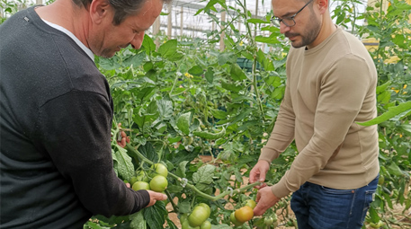 Carrefour compra 5.000 toneladas de tomate al campo almeriense